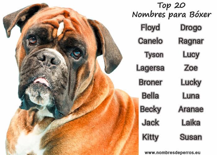 8 Nombres para Perros Boxer