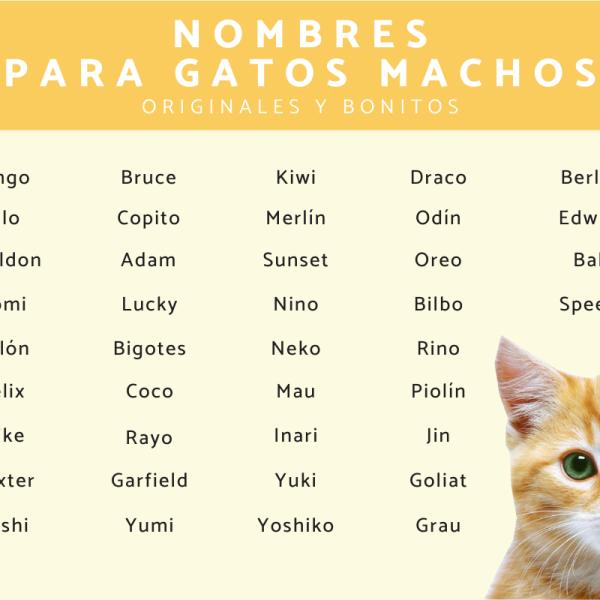 Ideas de Nombres para Gatos Machos