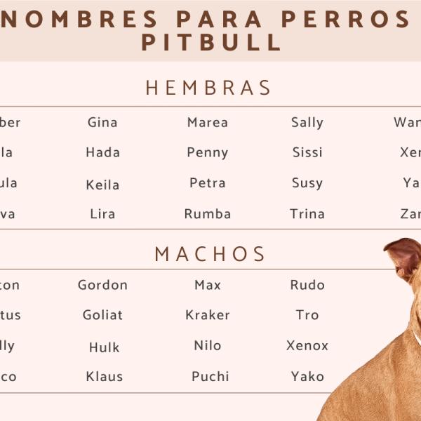 Lista de Nombres para Perros Machos Pitbull