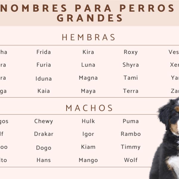Nombre para Perros Machos Grandes y Fuertes