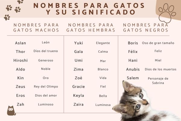 Los Nombres Más Bonitos para Gatos