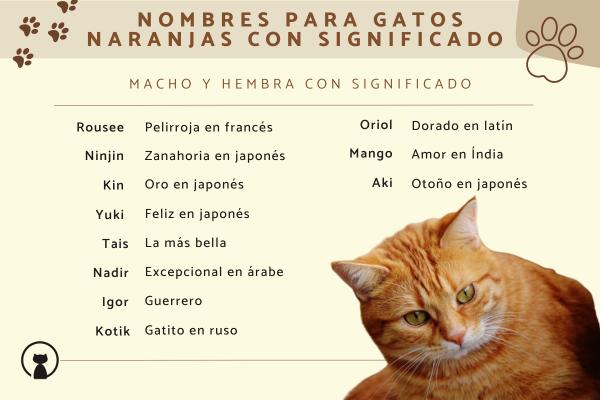 Lista de Nombre para gato anaranjado