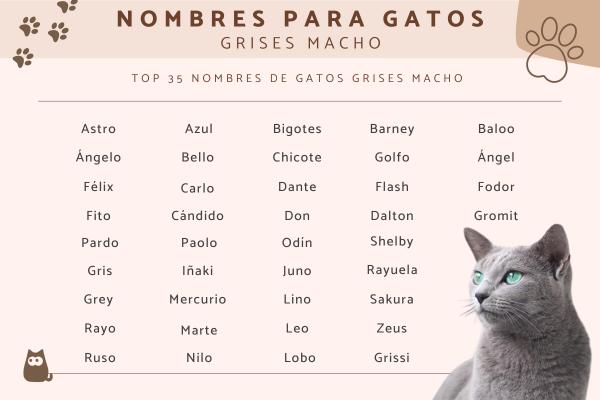 Los mejores Nombre para gato gris hembra