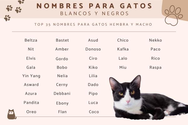 Nombre para Gato Macho Negro y Blanco