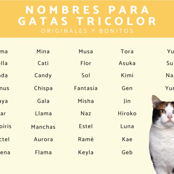 Nombre para Gato Tricolor