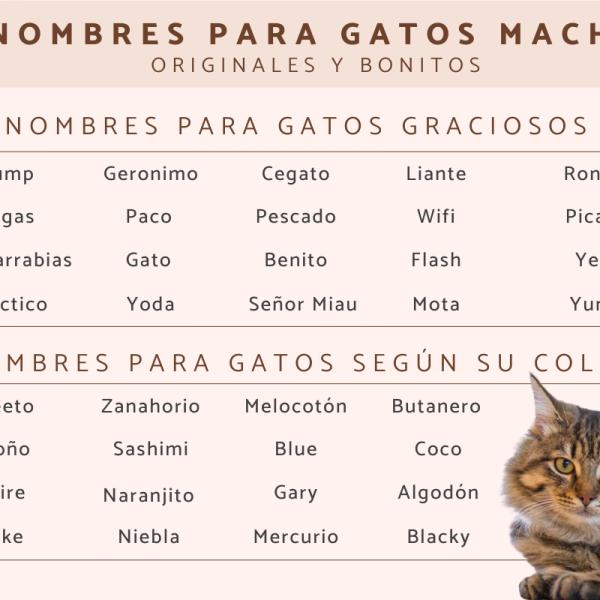 Nombre para Gatos Gordos