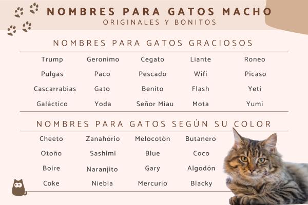 Los mejores Nombre para gatos gordos