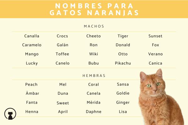 Nombre para Gatos Naranjas Machos