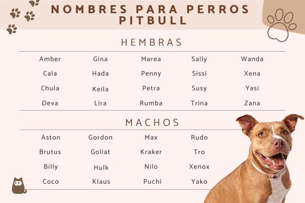 Nombre para Perra Pitbull Hembra
