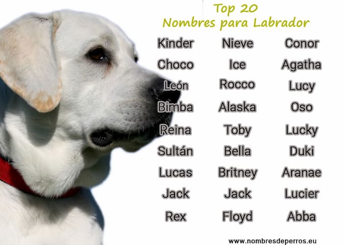 Nombre para Perro Labrador Retriever