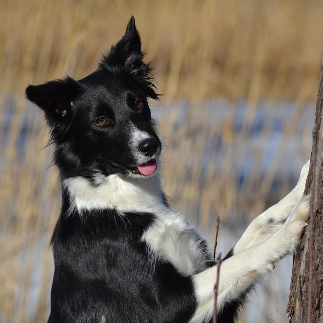 Nombre para Perros Collie