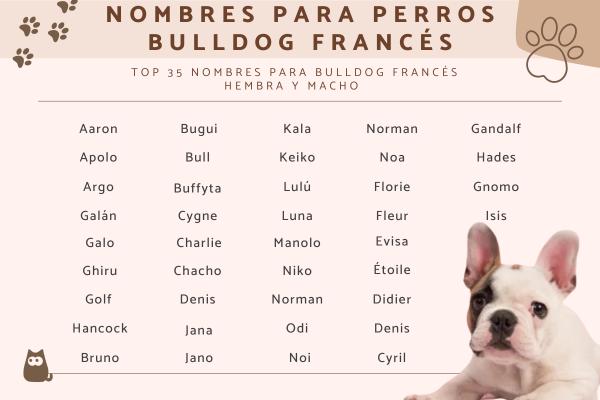 Nombre para Perros Machos Bulldog Francés