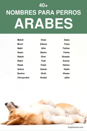 Nombres Árabes para Perras