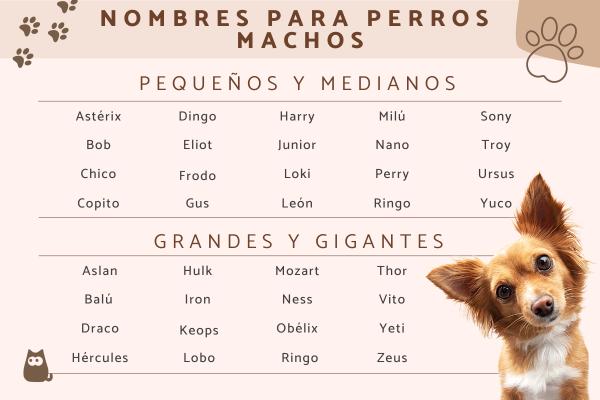 Nombres Bonitos para Perros Cachorros