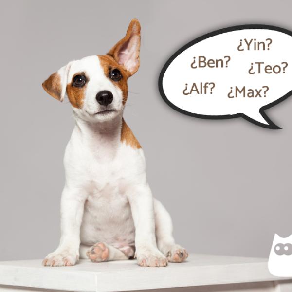 Nombres Bisílabos para Perros