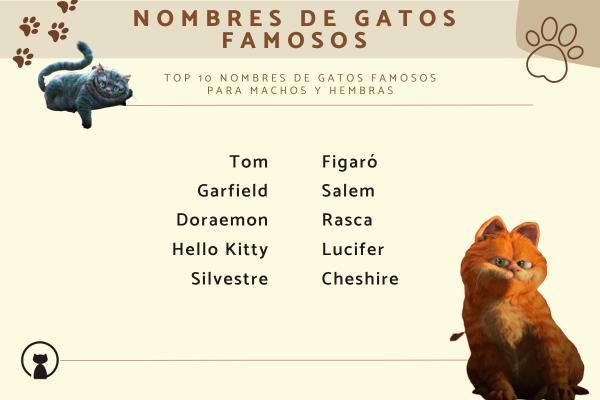 Los mejores Nombres de cantantes para gatos