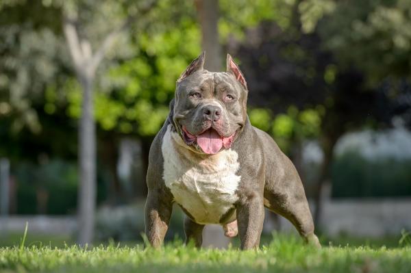 Nombres para Perros American Bully