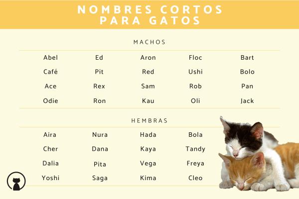 Nombres de Dos Sílabas para Gatos