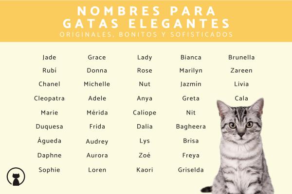 Los mejores Nombres de flores para gatas