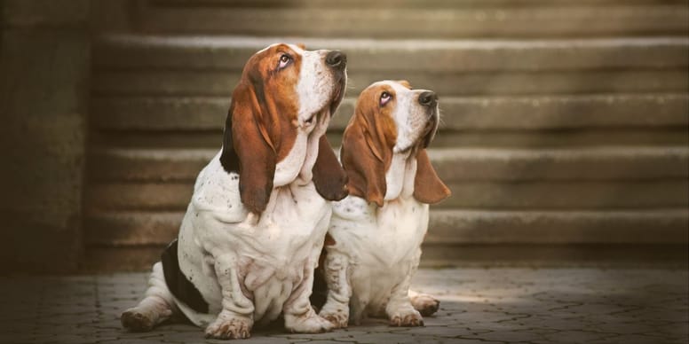 Nombres de la Biblia para Perros