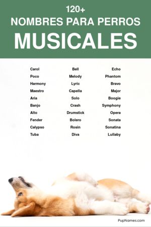 Nombres de Músicos para Perros