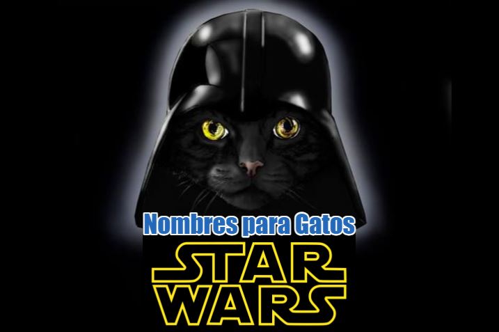 Los mejores Nombres de star wars para gatos