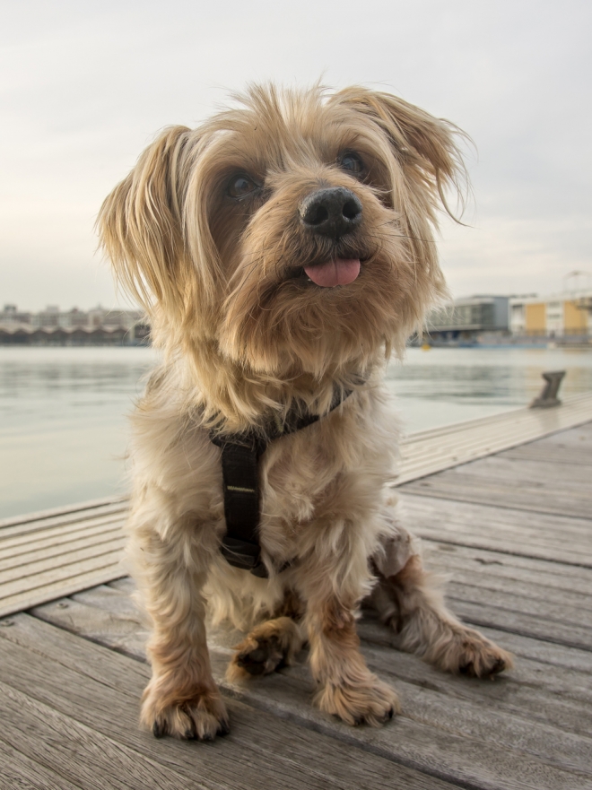 Nombres de Villanos para Perros