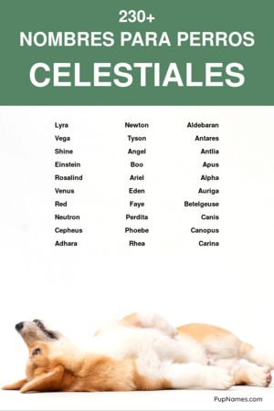 Nombres del Espacio para Perros