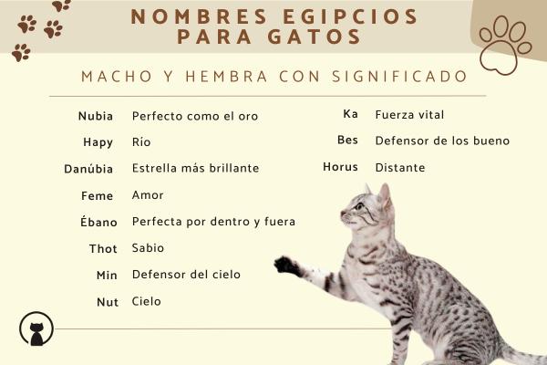 Lista de Nombres egipcios para gatos machos