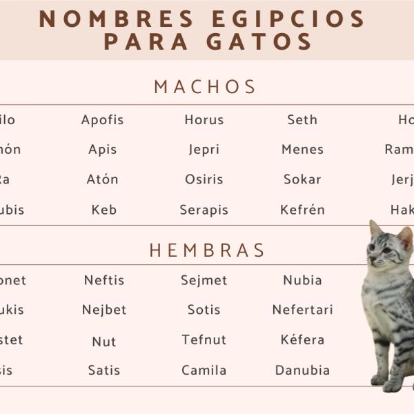 Los mejores Nombres egipcios para gatos
