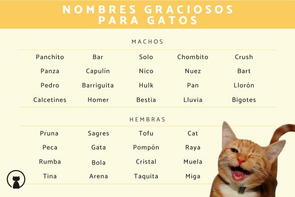 Nombres Feos para Gatos
