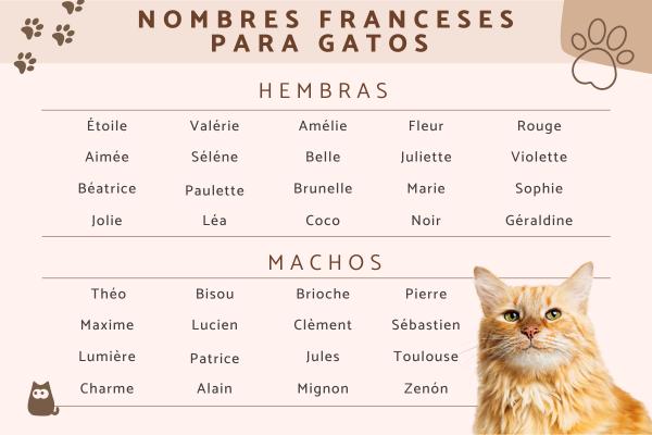 Nombres Franceses para Gatas