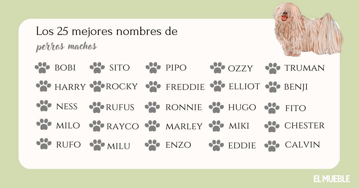 Nombres Flamencos para Perros