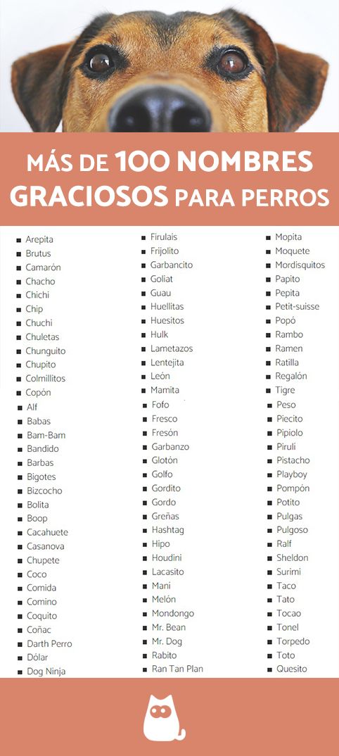 Nombres Graciosos para Perros Machos