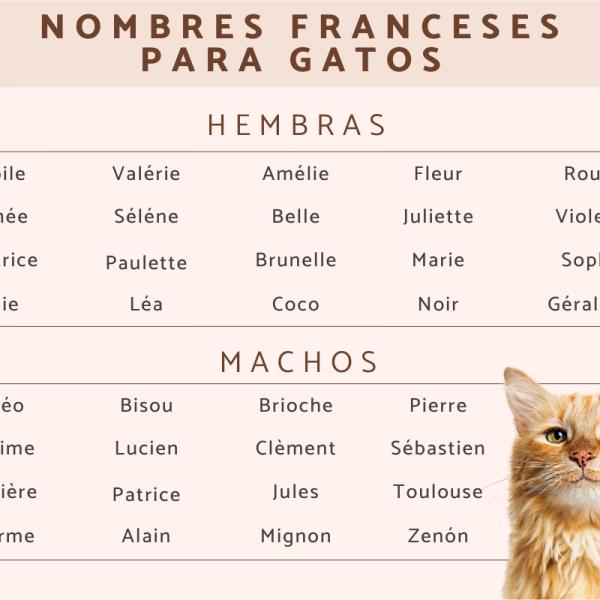 Los mejores Nombres franceses para gatas