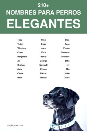 Nombres Glamurosos para Perros