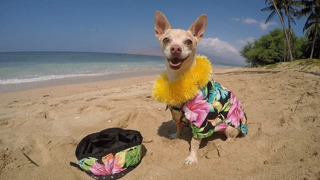 Nombres Hawaianos para Perros