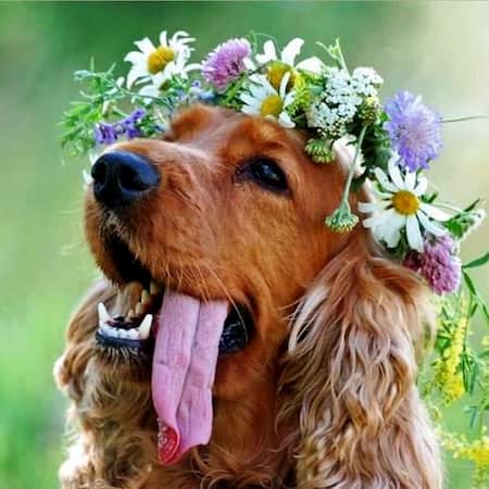 Nombres Hippies para Perros