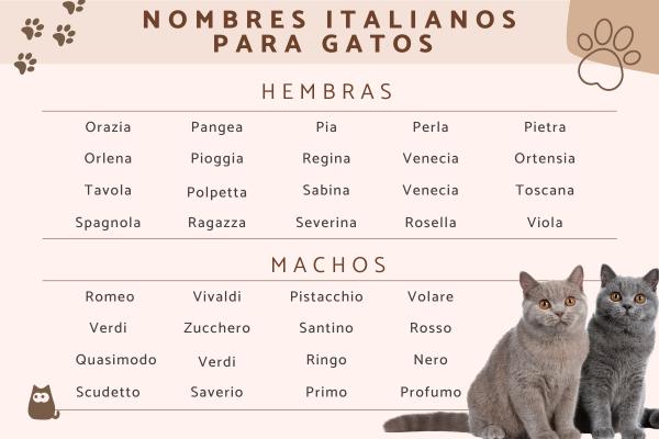 Los mejores Nombres italianos para gatos machos
