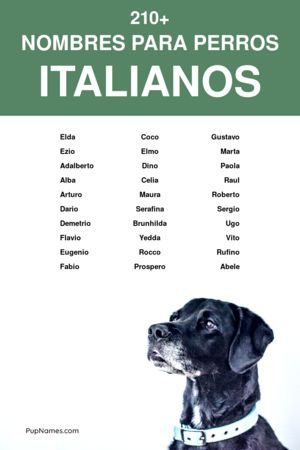 Nombres Italianos para Perros y su Significado