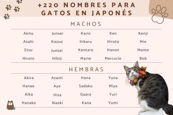 Nombres Kawaii para Gatos