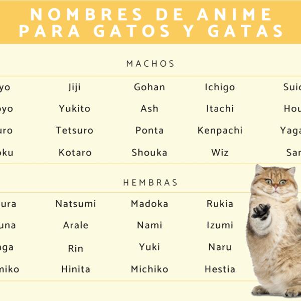 Los mejores Nombres kawaii para gatos