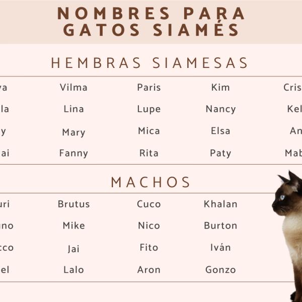 Nombres Originales para Gatas Siamesas