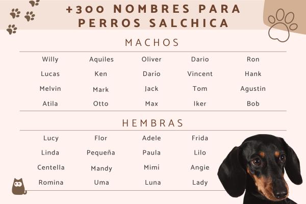 Nombres Originales para Perros Salchichas