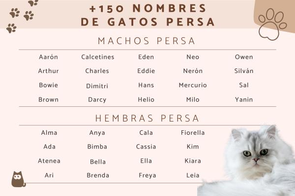 Nombres para Gata Persa