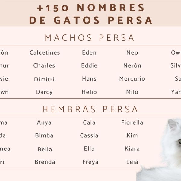 Los mejores Nombres para gata persa