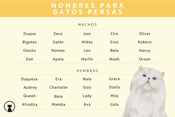 Lista de Nombres para gata persa