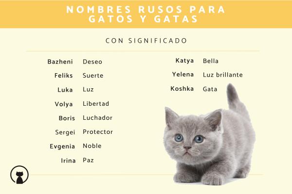 Nombres para Gatas Azul Ruso