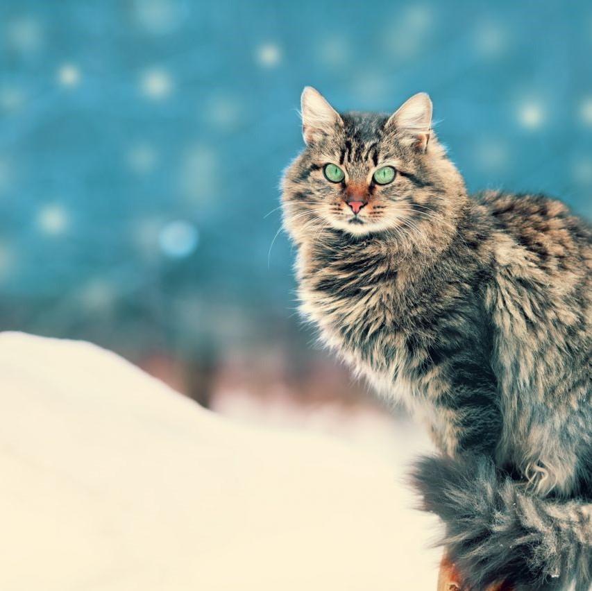 Los mejores Nombres para gatas azul ruso