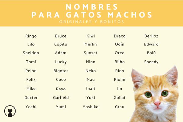 Nombres para Gato Macho Amarillo